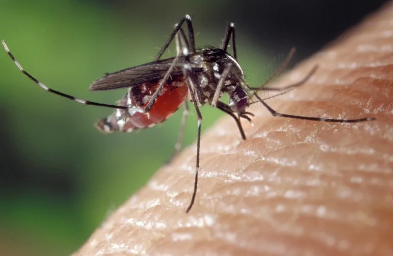 a female mosquito such blooding