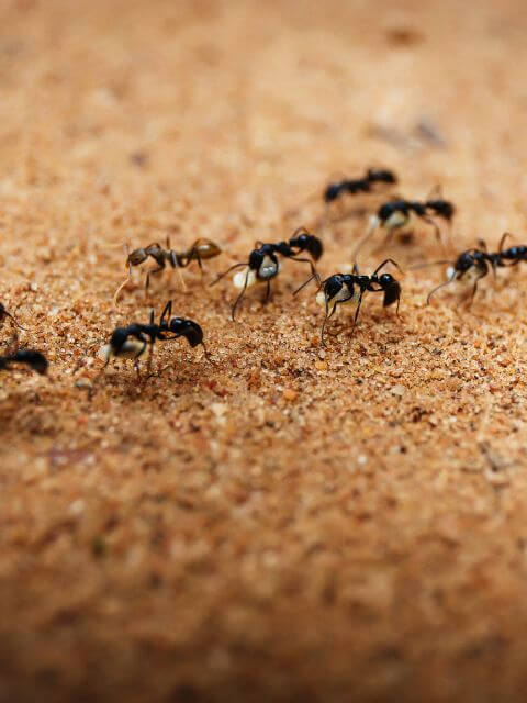 foraging ants