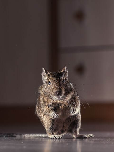 a curious rat