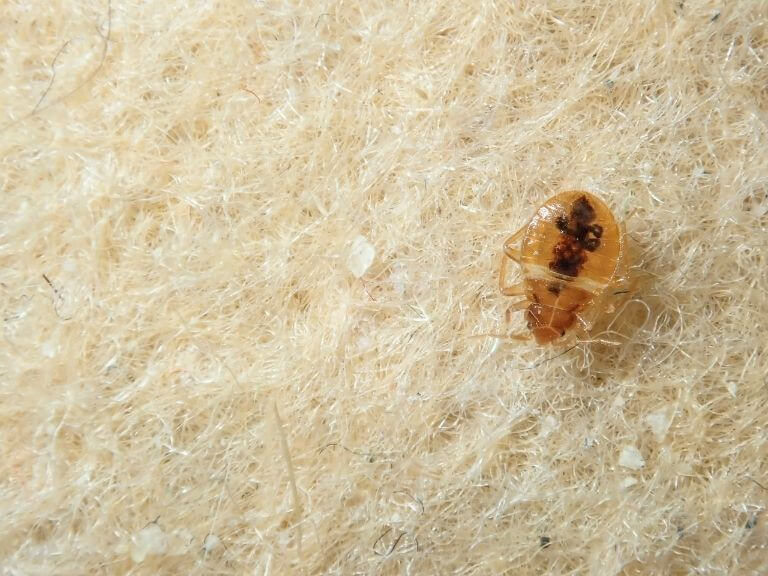 a blood-engorged bed bug nymph