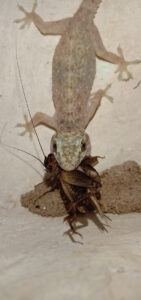 common house gecko eating a preay