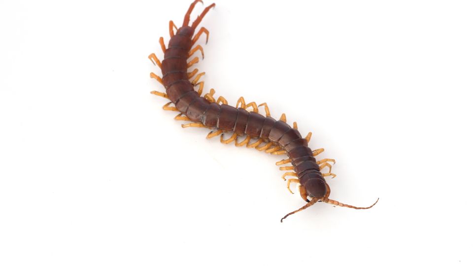 a centipede