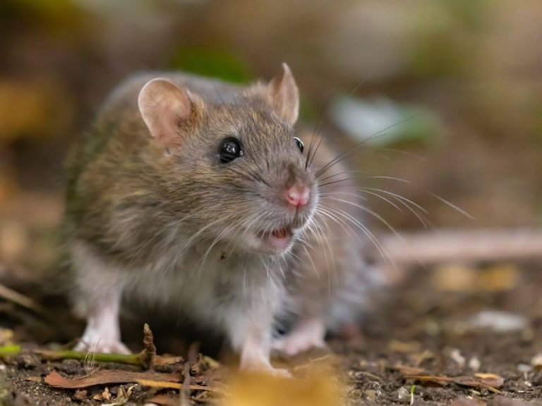 close up of a rat